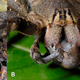 Arañas Ancylometes sp y Phoneutria sp atacando ranas.